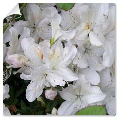 Azalea japonica Schneewitchen